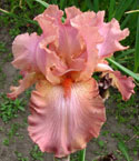 Iris - Vilkdalgis - Roselene